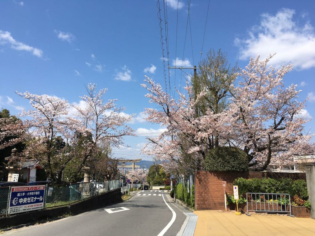 桜と女坂